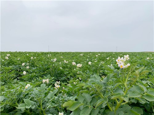 尊龙凯时人生就是搏集团：“飞地经济”模式打造乡村振兴新引擎